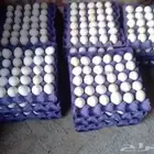 مطلوب بيض دجاج بلدي مخصب