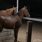 حصان شعبي للبيع