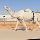 للبيع رمانيه كفو