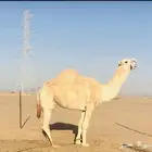 السلام عليكم ورحمة الله وبركاته