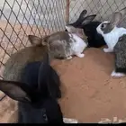للبيع أرانب العدد 5