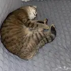 للتبني قطة سكوتش