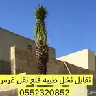 نقايل نخل طيب ومشروط