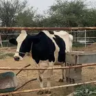 بقره هولندي اصل