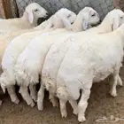 ذبايح للبيع طليان ورخال بريه ونظيفه مع خدمة السلخ والتوصيل