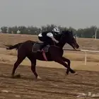 حصان ركوب انقليزي يصلح للتعليم