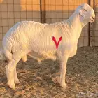 مشاريع فحول ضغط عالي