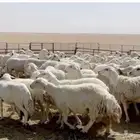 مطلوب غنم للبيع اقصاد