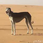 مطلوب سلوقي ذكر لتبني