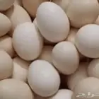 بيض مخصب لاحم روس 308 للكميات فقط