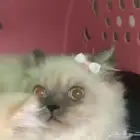 قطط للبيع هملايا