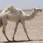 حواره بنت ولد عليان الحيسوني
