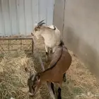 للبيع جوز قزميات