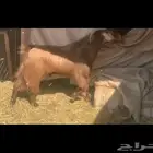 تيس كفو شرط