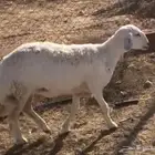 حرية ثنية سمينه وجبره لم تلد