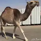 بكره عونيه على بعير بادي ابن اوديد. على طيحان