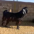 فحل
