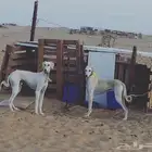 مطلوب سلقان تبني