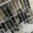 قطط للبيع بالخبر مستعجل