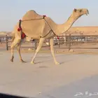 للبيع عشرى تحتها بكره