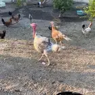 دجاج رومي وحبشي وبط مصري