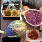 متوفر نوادر التين