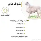 ذبايح حاشي بلدي