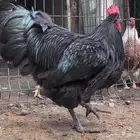 بيض مخصب للتفقيس لسلاله الاسترالورب الالماني العملاق