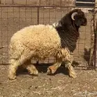 ذبايح طيبة نعيم