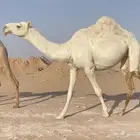 للبيع بكار وضح مراح واحد طيبات