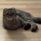 قطه للتبني