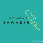 لتبني جميع الطيور اهتمام بهم الدمام