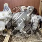 صيصان دجاج دفعة رقم (24) براهما كولمبي (تم البيع)
