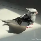 فرخ كروان هدد