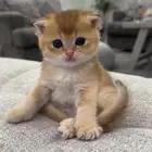 سكوتش قولد للبيع