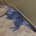 قط ذكر للتبني