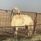 فحل حري مشروط