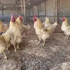 دجاج لوهمان براون الماني بيور دم صافي مستورد