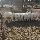 خرفان للبيع