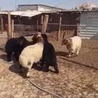 خرفان نعيمي وعرب