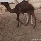 قعود مفرود