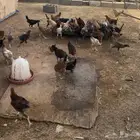 دجاج