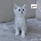 سكوتش