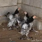 فروخ براهما للبيع