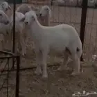 مشروع فحل(تم البيع خارج الموقع)