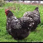 اعلان بيعه 3 مجموعه صيصان اوربينقتون