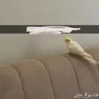 لقيت عصفور كروان ضايع في حي الصفا 7