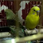 عصفور البادجي ذكر وانثى