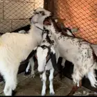 تيوس اعمارها 3 اشهر ونص بلدي بيشي