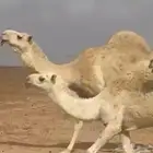 القعود ولد ولد عليان الحيسوني